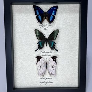 Framed butterfly Trio